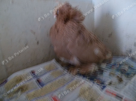 TRUPTER COCK FOR SALE ..