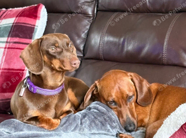 Male and female dachshund