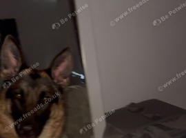 KC German Shepard Absolute incredible prey drive with some training and commands .
