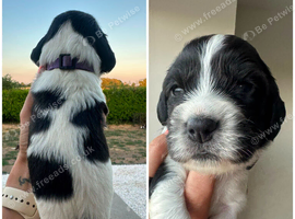 Gorgeous KC reg B&W Springer spaniel pups left