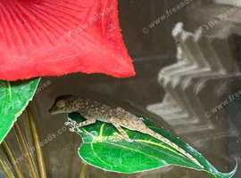 Rare fan footed gecko
