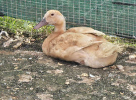 Ducks & Drakes