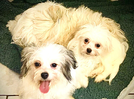 Maltese x chihuahua girl puppy