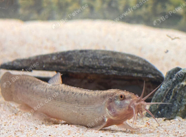 Fish with full set up