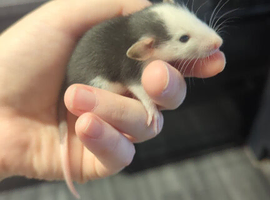 Baby dumbo rats