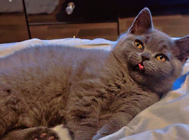 last beautiful male British Shorthair kitten Gray