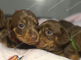 Stunning Purebred Miniature Dachshund Puppies - Chocolate & Tan Parents