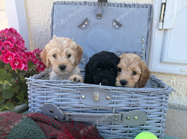 Miniature cockapoo