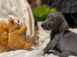 ️Adorable KC-Registered Weimaraner Puppies️