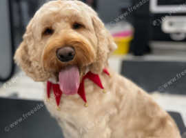 Stud Dog Available - Meet Teddy the Cockapoo!