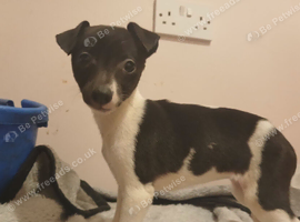 Show whippetts