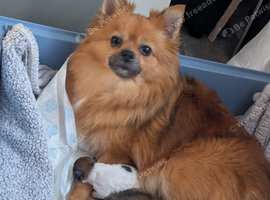 5 beautiful Pomeranian puppies looking for their forever home