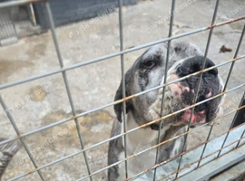 Dog to rehome