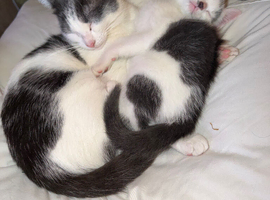 Kittens