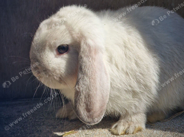 Pure  mini lops ready to leave 6th june
