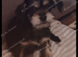 Female old cavalier king Charles cross for sale