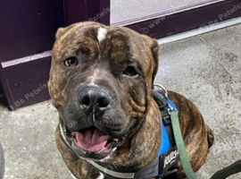 2 year old bullmastiff looking for forever home