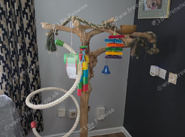 XXL PARROT JAVA TREE