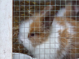 Baby lionhead rabbits
