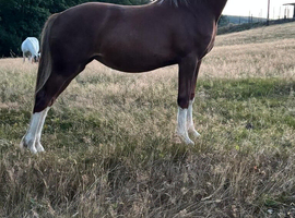 Section D yearling filly registered wpcs