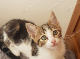 Lovely girl kitten &ndash; ready for her new home.