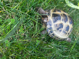 Docile female nearly 4 years old with full set up indoor & outdoor