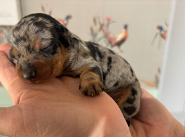 Beautiful mix litter of kc reg miniatures