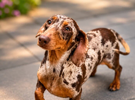 Beautiful Miniature Dachshund Female
