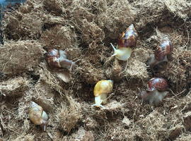 Baby african land snails