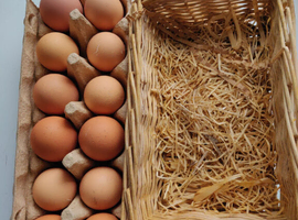 Ayam Cemani fertile eggs for hatching