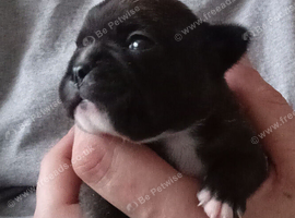 Frenchy puppie
