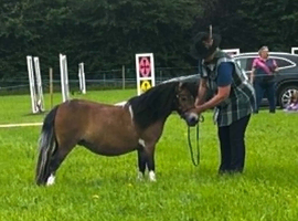 Tawna bred Miniature Shetland Mare