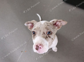 3 months old puppy