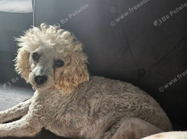 3 year old male poodle (castrated)