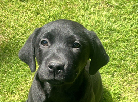 PURE BRED LABRADOR PUPPIES