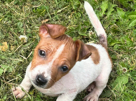 Beautiful Jack Russell pups