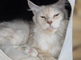 Maine coon female