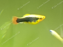 Two female platys free to good home