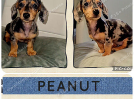 3 Beautiful Miniature Dachshund Puppies