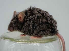 Fancy, long haired and texal mice available