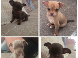 Chihuahua puppy Ready Now