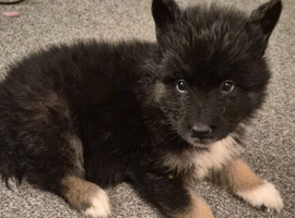 FLUFFY SAMOYED X GERMAN SHEPHERD PUPPIES -