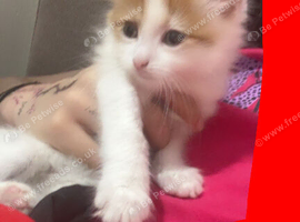 Kitten for sale Oldham
