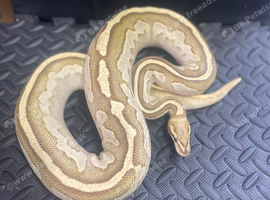 Fire lesser clown female