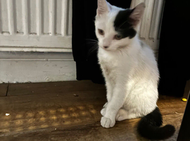 1 months old female kitten
