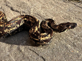Various Boa constrictors