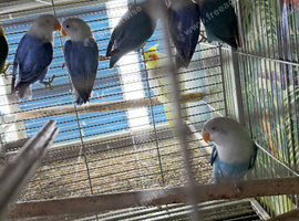 Baby lovebirds Glasgow