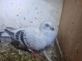 Syrian birds are good