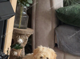 Little cream and whit bichon Frize
