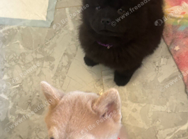 Chows ready and reduced !!